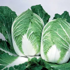 Cabbage - Chou China Express Hybrid